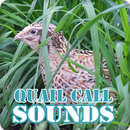 Quail Bird Call Sounds Collection APK