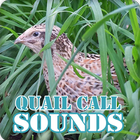 Quail Bird Call Sounds Collection icône