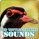Red Wattled Lapwing Bird Sounds Collection APK
