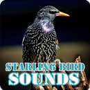 Starling Bird Sounds Collection APK