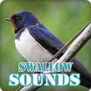 Swallow Bird Sounds Collection APK