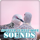 Spotted Turtle Dove Sounds icône