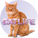 CATLIFE