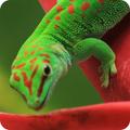 Gecko Wallpaper