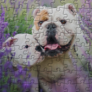 Quebra-Cabeças Bulldogs APK