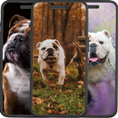 Bulldog Wallpapers APK