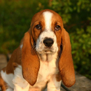 Basset Hound Wallpapers APK