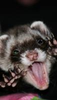 Ferrets Wallpapers screenshot 1