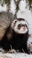 Ferrets Wallpapers screenshot 3