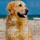 Quebra-Cabeça Golden Retriever APK