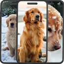 Golden Retriever Wallpapers APK