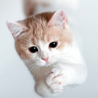 Wallpapers Gatos Fofos biểu tượng