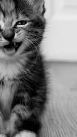 Wallpapers Gatos Fofos ảnh chụp màn hình 2