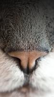 Wallpapers Gatos Fofos ảnh chụp màn hình 3