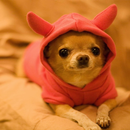 Wallpapers Chihuahua APK