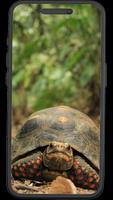 Tartarugas Wallpapers 포스터