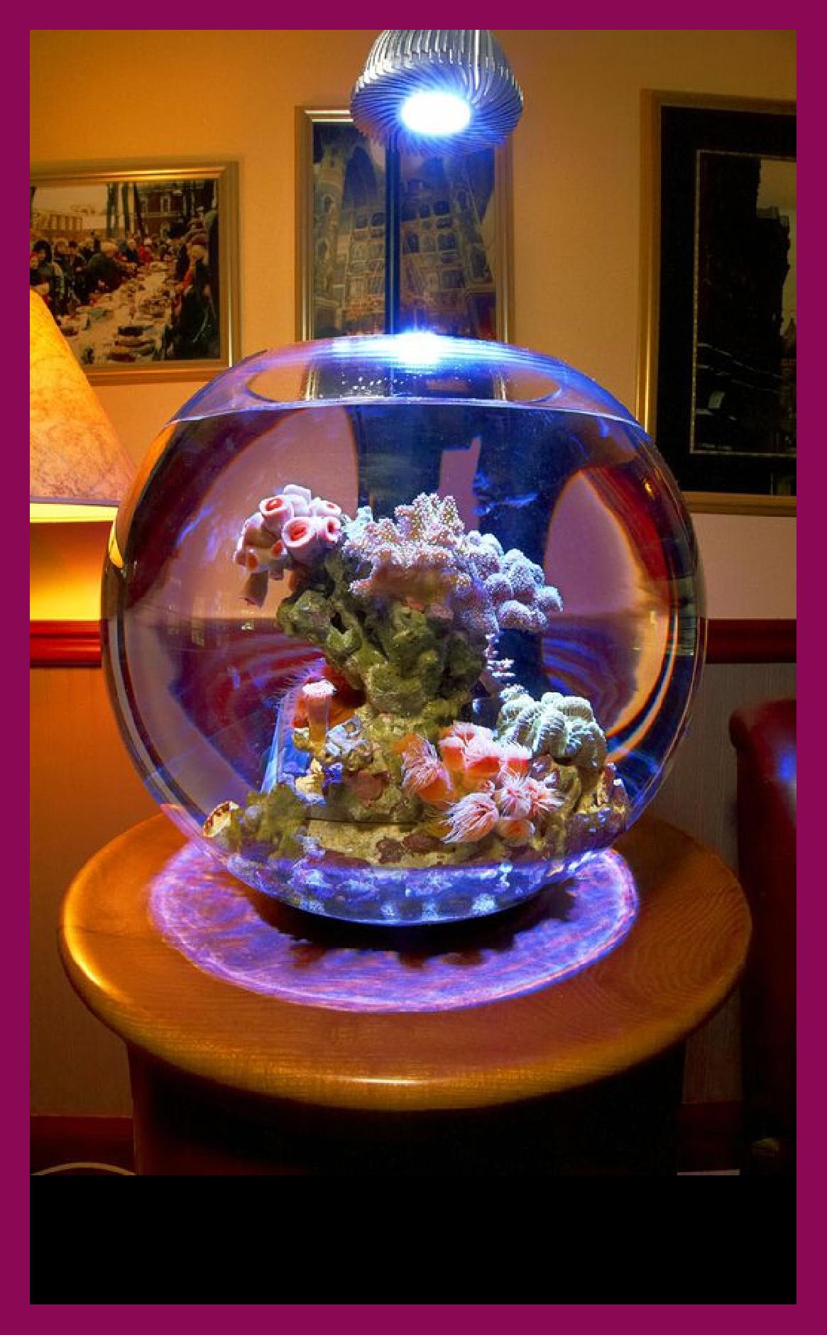 Аквариум в шаре. Круглый аквариум с подсветкой. Круглый аквариум с рыбками. Красивые маленькие аквариумы. Декор круглого аквариума.