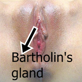 Bartholin's gland icon