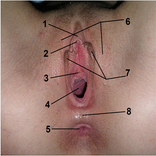 Aparato genital femenino