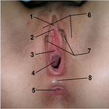 Female reproductive system Zeichen