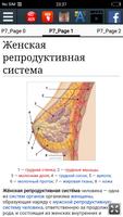 Женская репродуктивная система скриншот 1