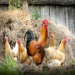 How to Raise Chickens