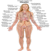 Human body Anatomy