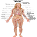 Human body Anatomy APK