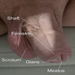 Male reproductive system
