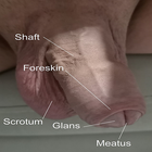 Male reproductive system biểu tượng