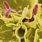 Salmonella : Learning App icon