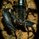 Scorpiones APK