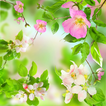 ”Gentle Flowers Live Wallpaper