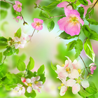 Gentle Flowers Live Wallpaper-icoon