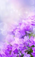 پوستر Gentle Flowers Live Wallpaper