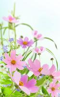 Gentle Flowers Live Wallpaper syot layar 1