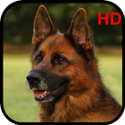 آیکون‌ German Shepherd Wallpapers