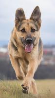 برنامه‌نما German Shepherd Wallpapers عکس از صفحه