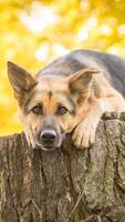 پوستر German Shepherd Wallpapers