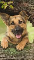 برنامه‌نما German Shepherd Wallpapers عکس از صفحه