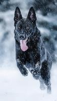برنامه‌نما German Shepherd Wallpapers عکس از صفحه