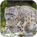 Snow Leopard Wallpapers