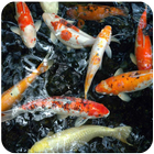 Koi Fish HD Wallpapers icône
