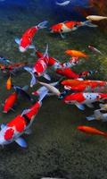 Koi Fish HD Wallpapers Affiche