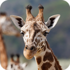 Giraffe Wallpaper आइकन