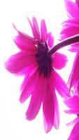 Girly Wallpapers Cute screenshot 3