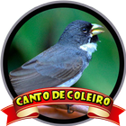 Canto De Coleiro Pássaro biểu tượng