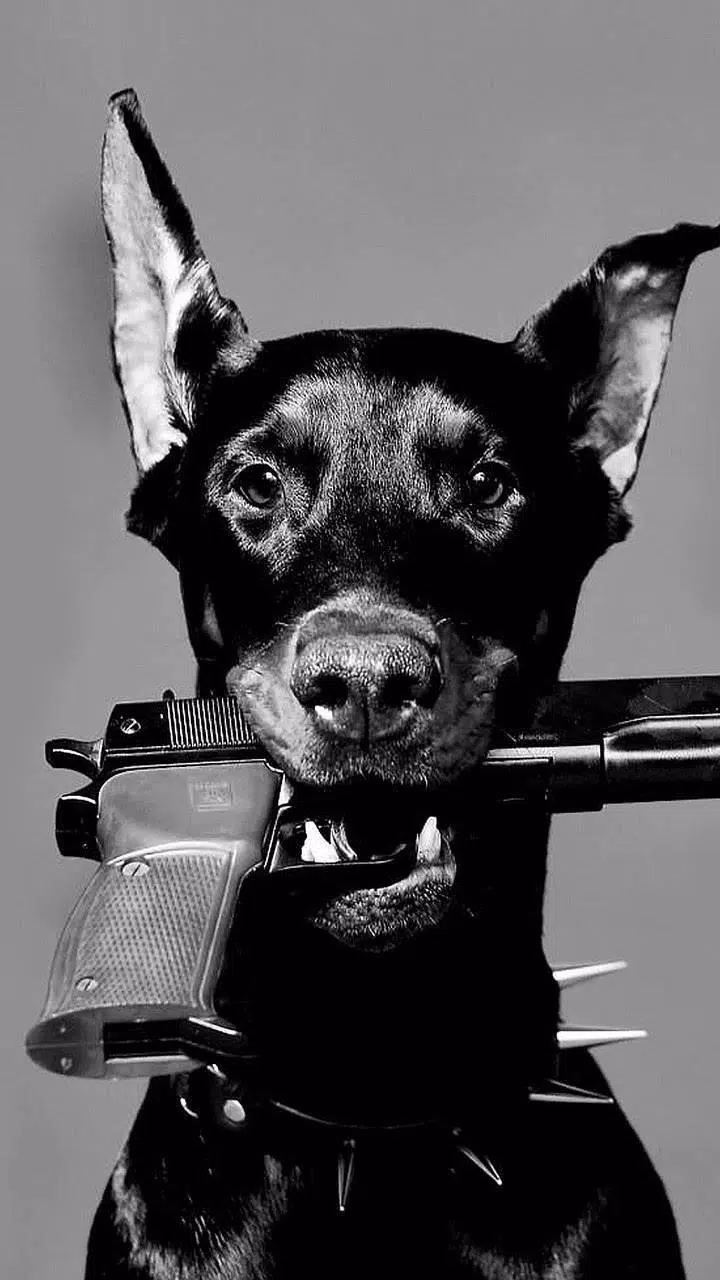 Dobermann Wallpapers – Dog Wallpaper APK for Android Download Dobermann Wallpapers – Dog Wallpaper APK for Android Download