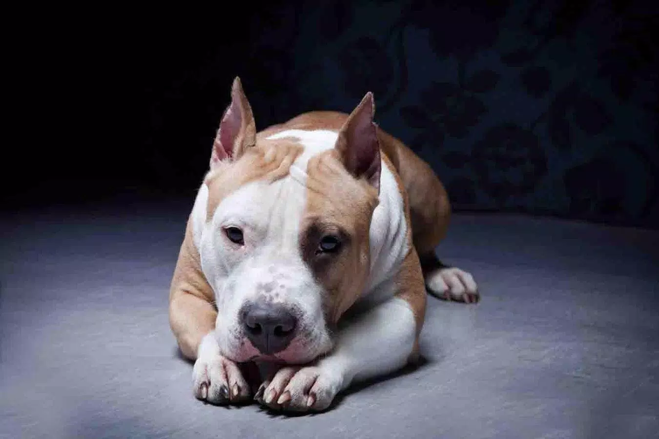 Pitbull Wallpapers - Dog Wallpaper APK for Android Download Pitbull Wallpapers - Dog Wallpaper APK for Android Download