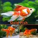 Gold Fish APK